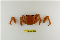 藏品(白紋方蟹)的圖片